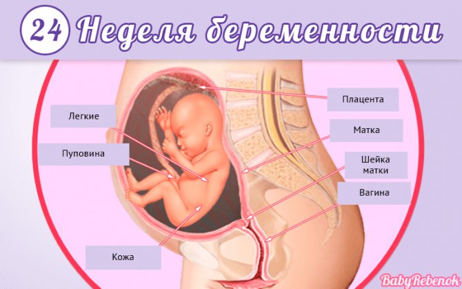 24th week of pregnancy: movements, ultrasound, photo of the abdomen, discharge