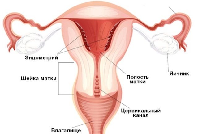 Cervical length