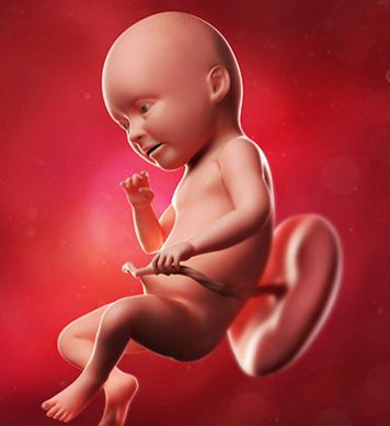 first trimester fetal development