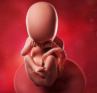 fetus 23 weeks gestation