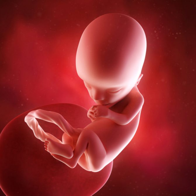 Fetus at 13 weeks of gestation