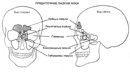 The paranasal sinuses in infants are not developed.