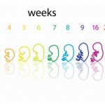 развитие ребенка по неделям беременности