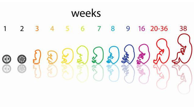 baby development by week of pregnancy