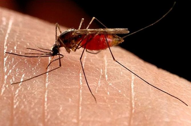 Mosquito bite: how to treat?