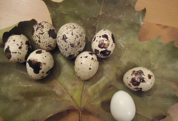 вареные яйца на листке