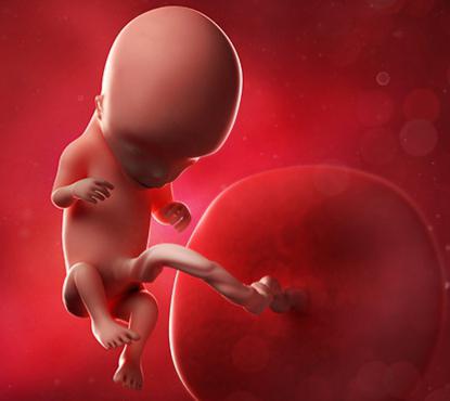 intrauterine development of the fetus